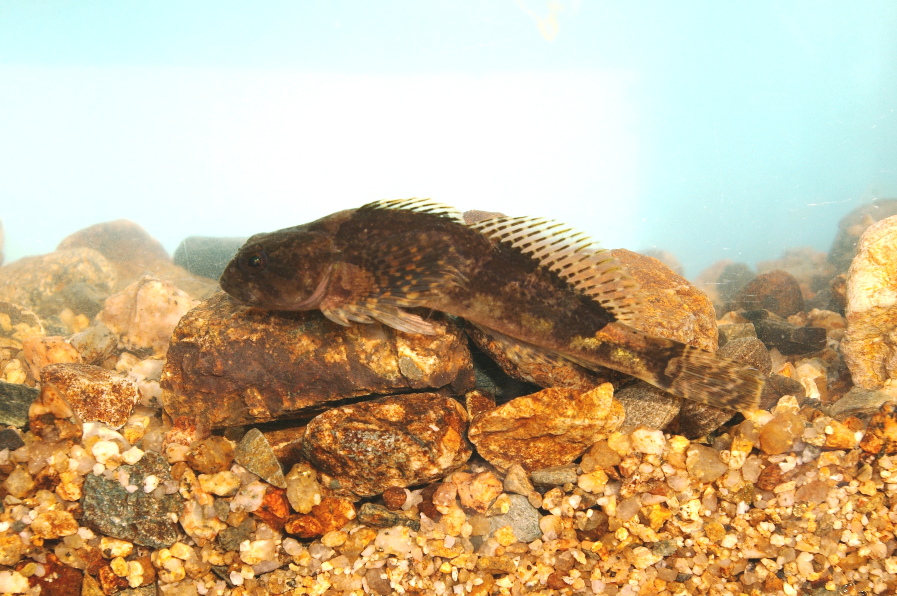 川の生き物観察会