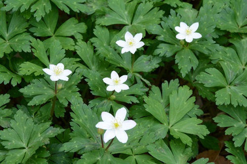植物観察会_ニリンソウ