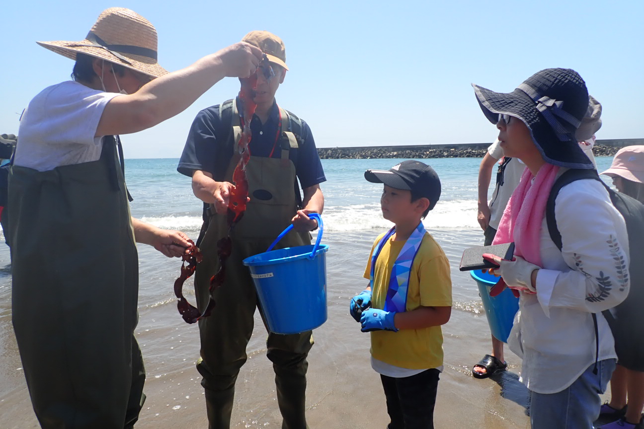 海の生き物観察会_観察の様子